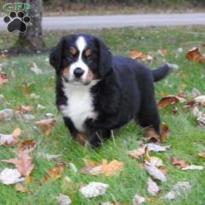 Duke, Bernese Mountain Dog Puppy